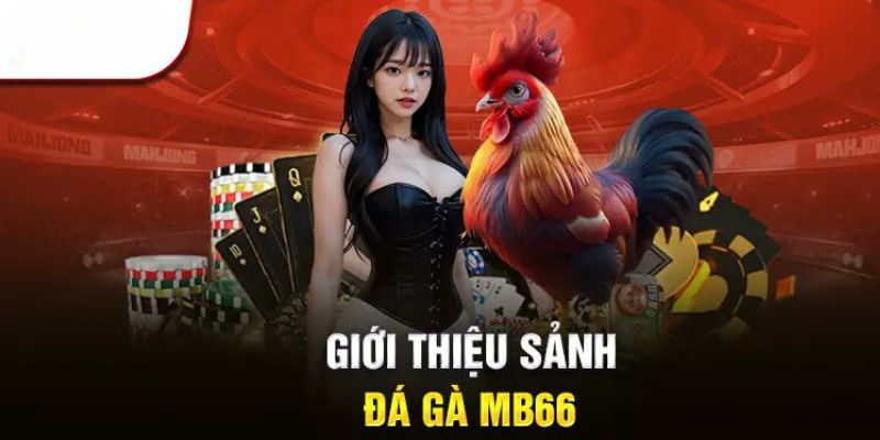 Đôi nét về sân chơi đá gà Mb66